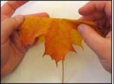 Поделки из осенних листьев своими руками