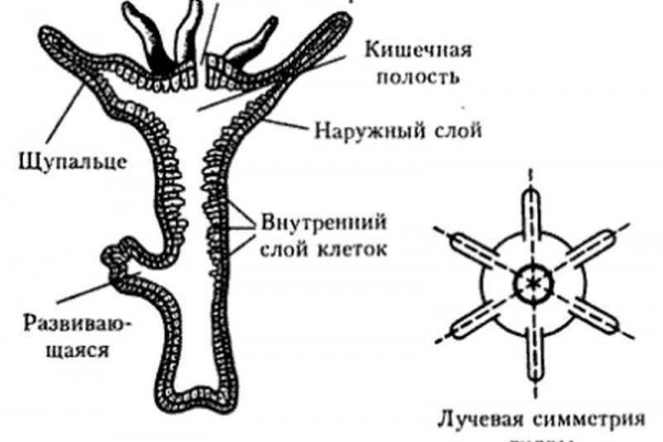 Ссылки на дарк нет