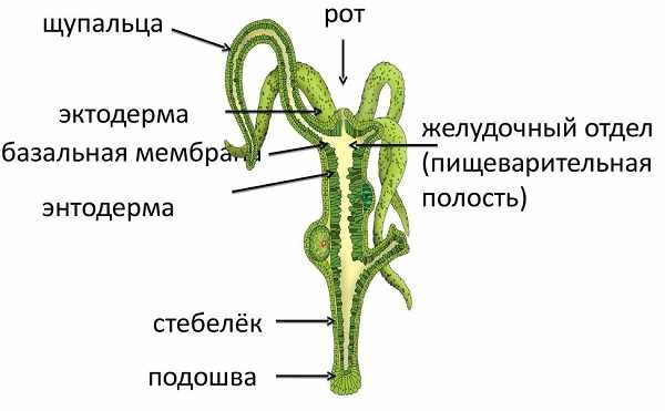 Кракен новое зеркало